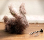 Dust Bunny- sourced from http://www.rhl.org/blog/blog/dorm/dust-bunnies-and-more-keeping-a-clean-dorm-room/2909/
